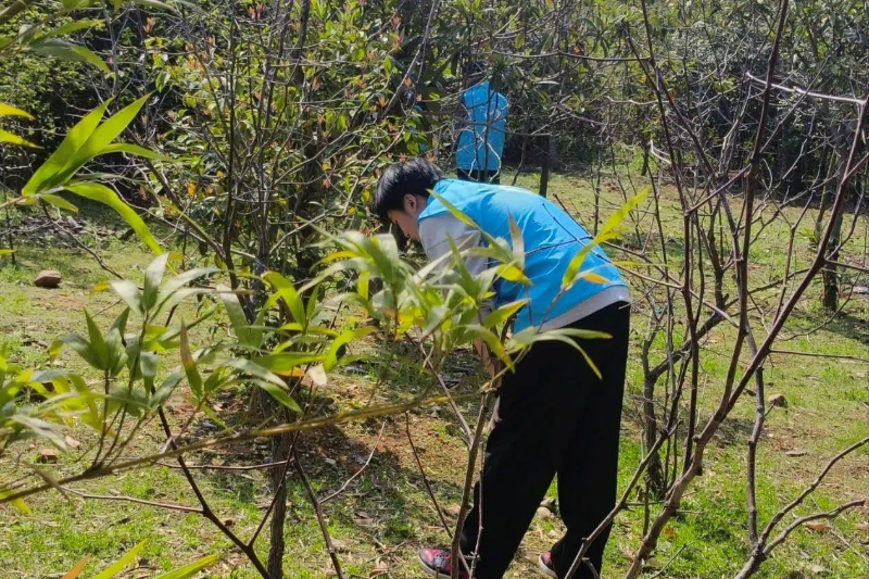图为志愿者清理捕兽夹.jpg